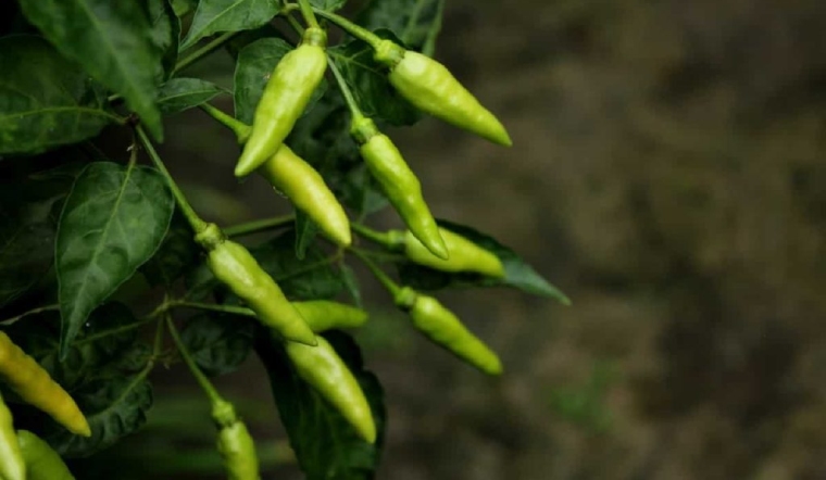 Giá ớt hôm nay 21/06/2023: Duy trì đà đi ngang