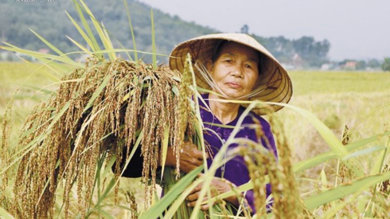 Gạo nếp hạt cau