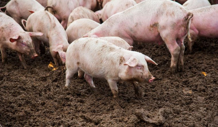 Giá heo hơi hôm nay 22/6: Tiếp tục tăng, cao nhất 2.000 đồng/kg