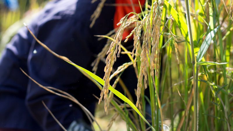 Giá lúa hôm nay 22/6