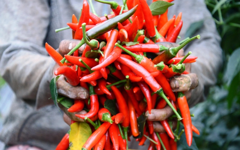 Giá ớt hôm nay 23/06