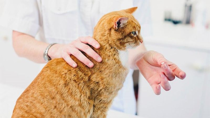 What are antibiotics for cats?