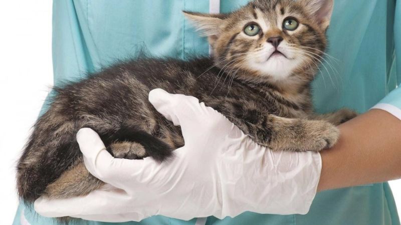 What is the special effect of antibacterial antibiotics for cats?