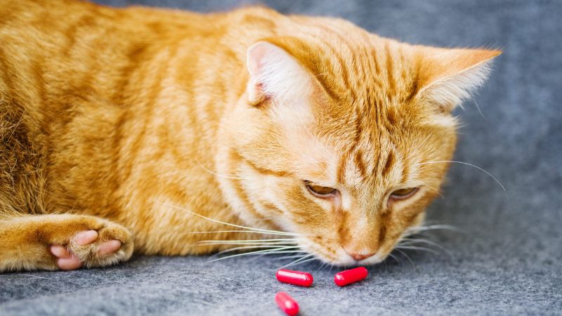 How to use antibiotics for cats?