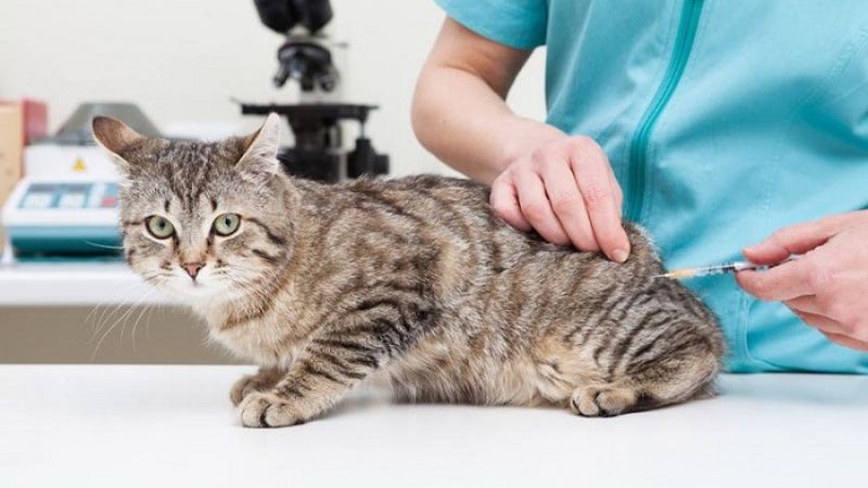What should you pay attention to when injecting antibiotics for cats?