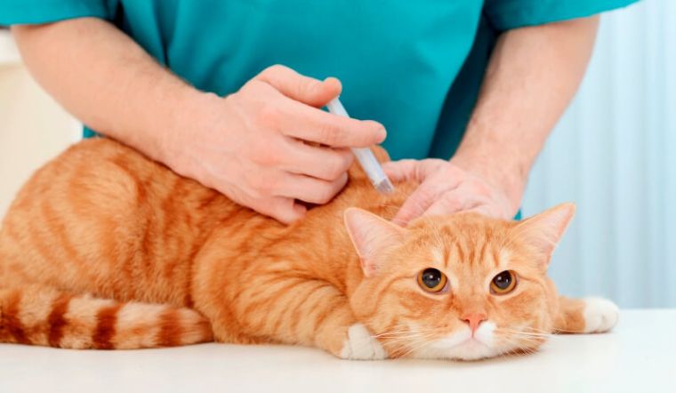 Hướng dẫn cách sử dụng kháng sinh cho mèo an toàn
