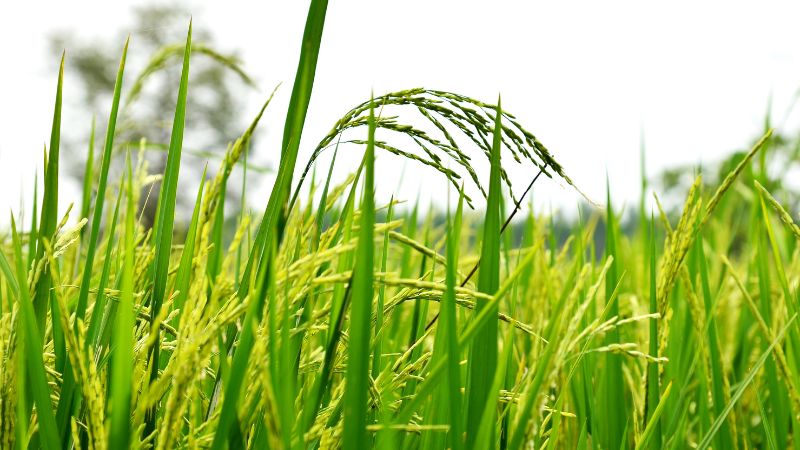 Giá lúa hôm nay 24/6