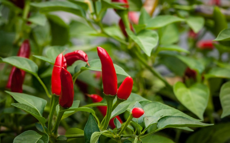 Giá ớt hôm nay 24/06/2023 mới nhất