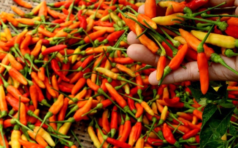 Giá ớt hôm nay 24/06