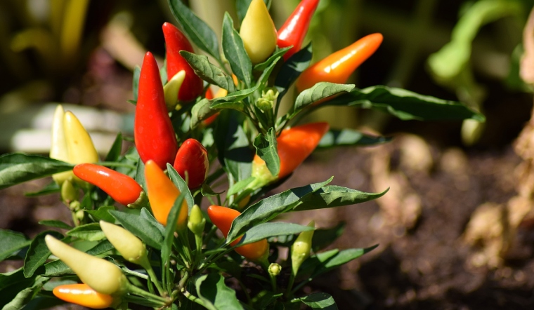 Giá ớt hôm nay 24/06/2023: Tăng thêm 3.000 đồng/kg so với hôm qua