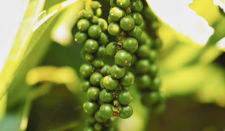 Giá tiêu hôm nay 26/6/2023: Đi ngang, dao động 69.000 - 72.000 đồng/kg