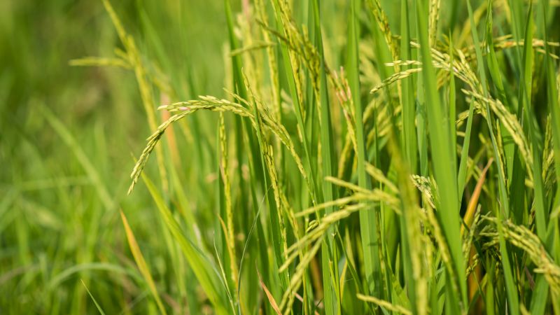 Giá lúa hôm nay 26/6 Giá lúa hôm nay 26/6