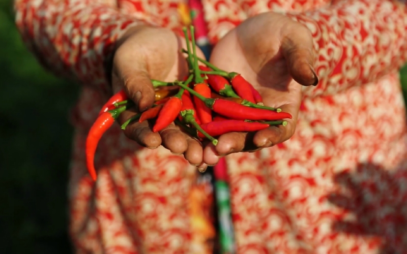 Giá ớt hôm nay 26/06 Giá ớt hôm nay 26/06