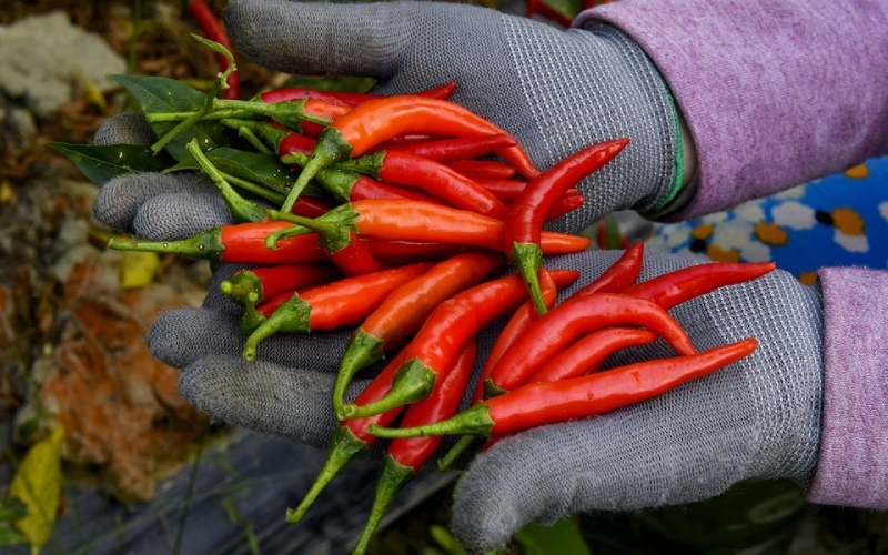 Giá ớt hôm nay 26/06 cập nhật mới nhất Giá ớt hôm nay 26/06 cập nhật mới nhất