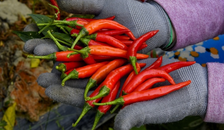 Giá ớt hôm nay 26/06/2023: Chênh lệch 1.000 - 2.000 đồng/kg so với tuần trước
