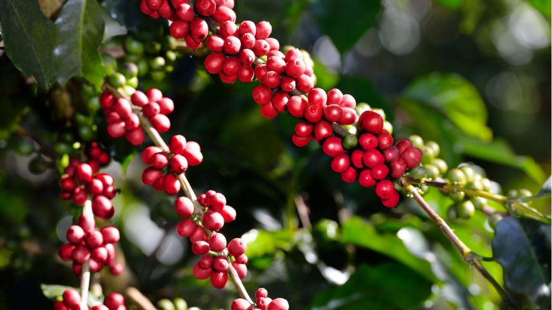 Giá cà phê Arabica giao dịch tại New York Giá cà phê Arabica giao dịch tại New York