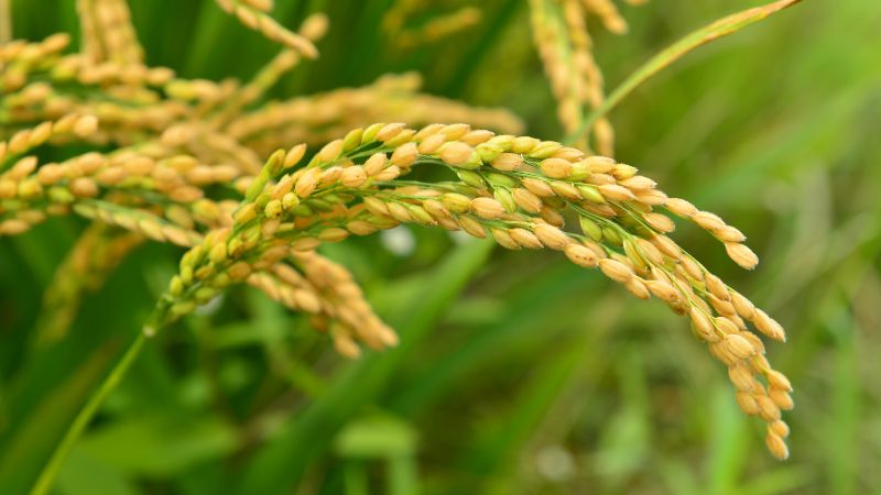 Giá lúa hôm nay 27/6