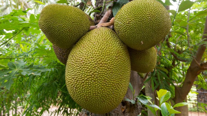 Đau đầu vì làm bông mít khó khăn, toàn mọc nhánh non