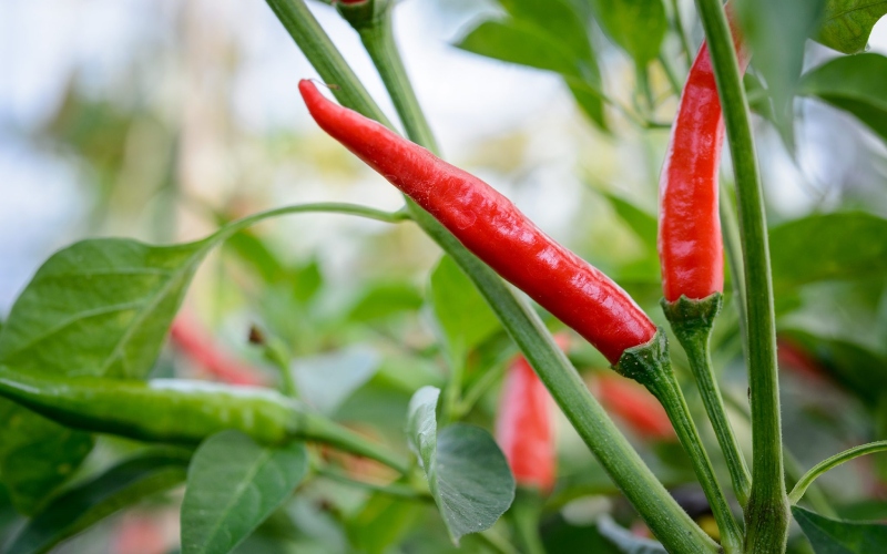 Giá ớt hôm nay 27/06