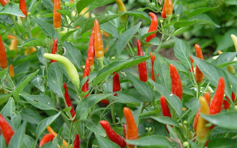 Giá ớt hôm nay 28/06/2023 mới nhất