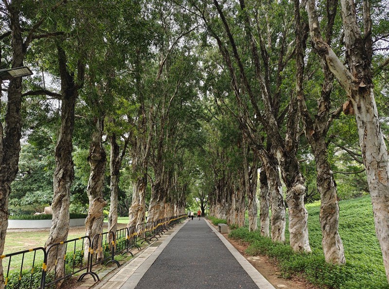 Ảnh chụp từ vivo X Fold 2.