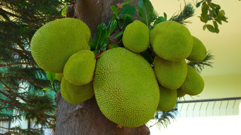 Cách hạn chế mít bị xơ đen mà nhà vườn cần biết