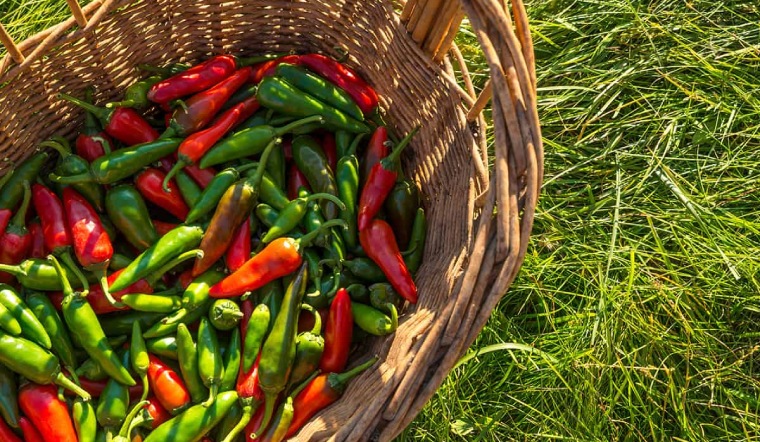 Giá ớt hôm nay 29/06/2023: Không ghi nhận biến động