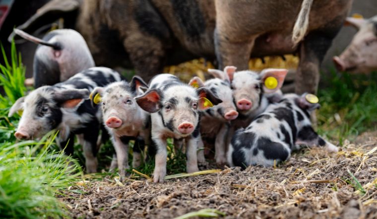 Giá heo hơi hôm nay 30/6: Duy trì mức tăng từ 1.000 đồng/kg