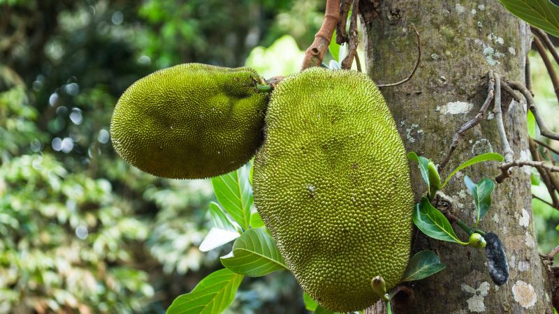 Giá mít Thái hôm nay 30/6/2023