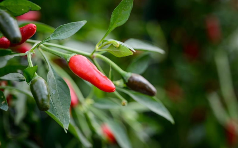 Giá ớt hôm nay 30/06/2023 mới nhất Giá ớt hôm nay 30/06/2023 mới nhất