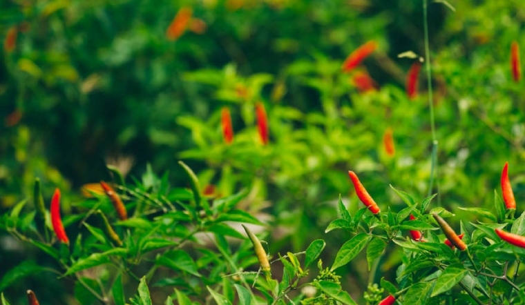 Giá ớt hôm nay 30/06/2023: Giảm 1.000 - 2.000 đồng/kg so với hôm qua