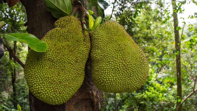 Cuống mít Thái màu mỡ gà sẽ cho trái đẹp nhất