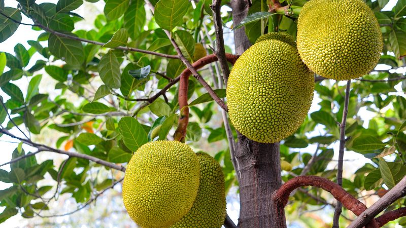 Giá mít Thái hôm nay 04/7/2023