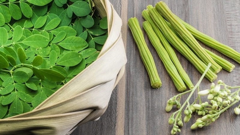 Rau chùm ngây Rau chùm ngây