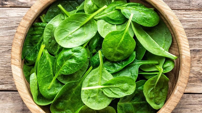 Rau mồng tơi Rau mồng tơi