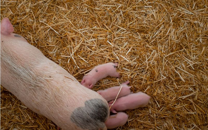 Giá heo hơi hôm nay 5/7 tại miền Bắc Giá heo hơi hôm nay 5/7 tại miền Bắc