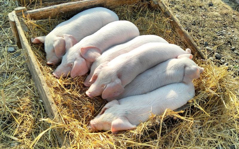 Giá heo hơi hôm nay 5/7 tại miền Trung, Tây Nguyên Giá heo hơi hôm nay 5/7 tại miền Trung, Tây Nguyên