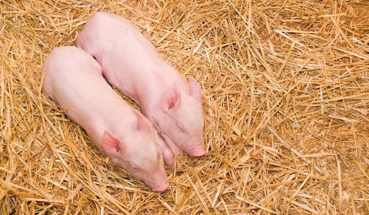 Giá heo hơi hôm nay 5/7: Miền Bắc tiếp tục tăng