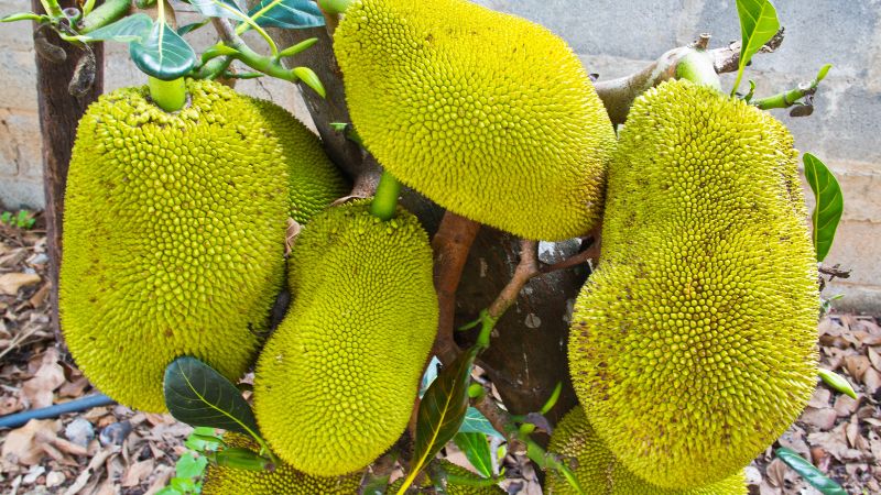 Giá mít Thái hôm nay 05/7/2023