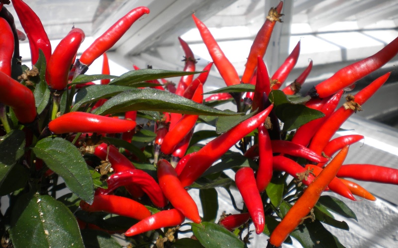 Giá ớt hôm nay 05/07/2023 mới nhất