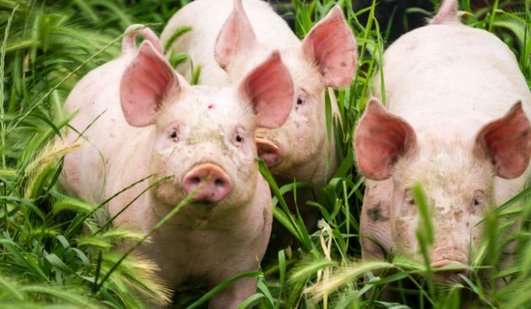 Giá heo hơi hôm nay 7/7: Bình ổn trên diện rộng