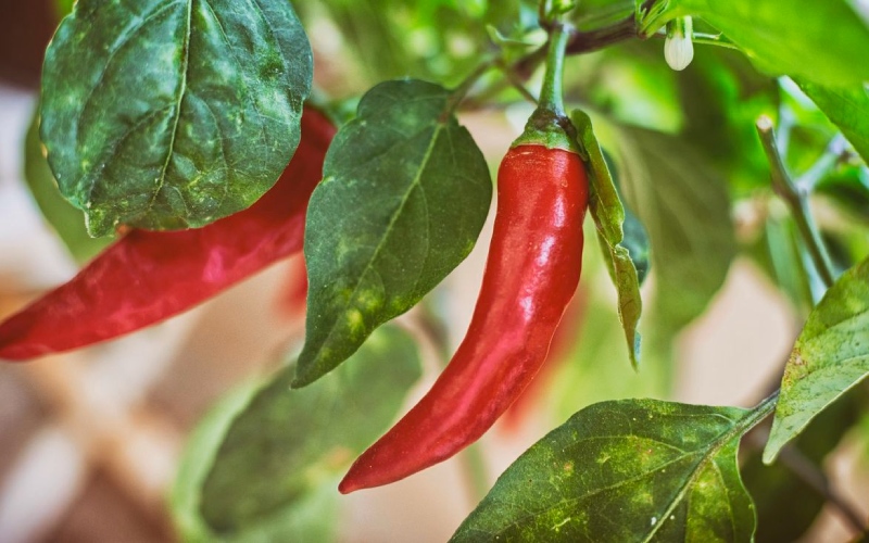 Giá ớt hôm nay 07/07/2023 mới nhất