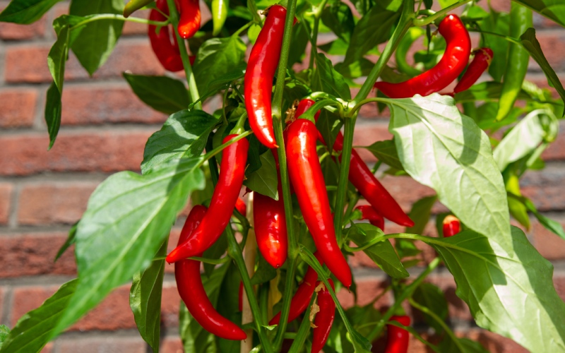 Giá ớt hôm nay 07/07