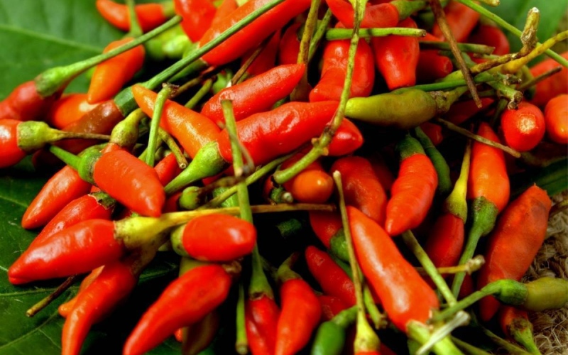 Giá ớt hôm nay 07/07 cập nhật mới nhất