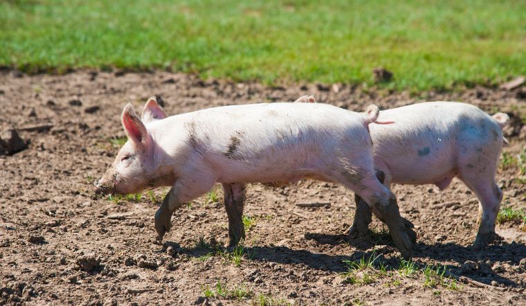 Giá heo hơi hôm nay 8/7: Tăng trở lại