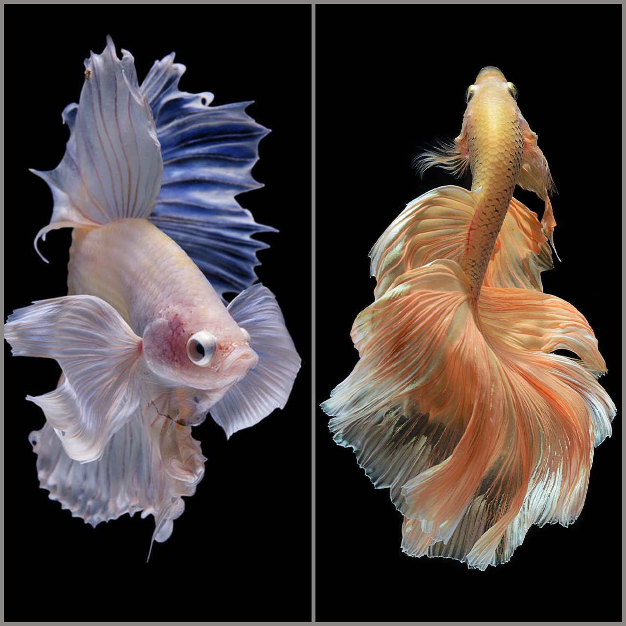 Betta Fish Wallpapers  Top Những Hình Ảnh Đẹp