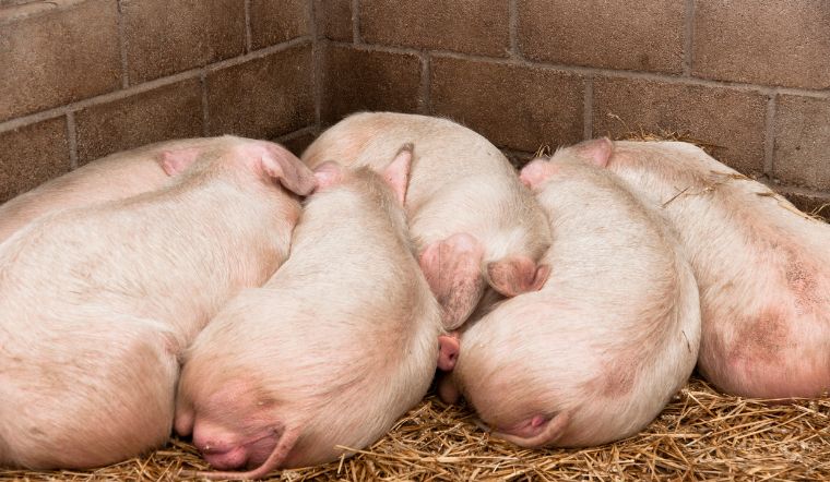 Giá heo hơi hôm nay 11/7: Tăng - giảm trái chiều