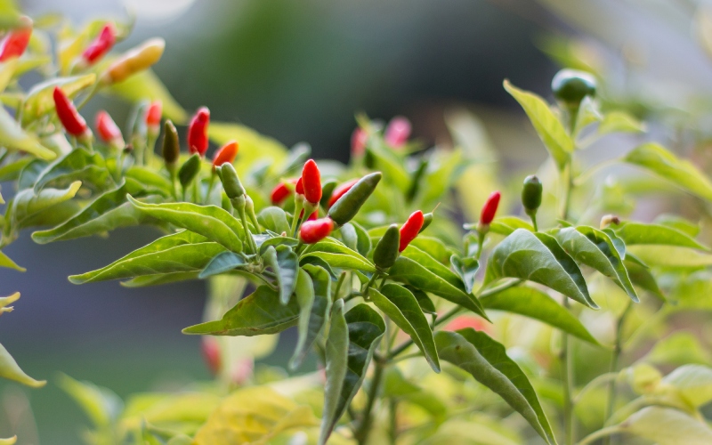 Giá ớt hôm nay 11/07 cập nhật mới nhất