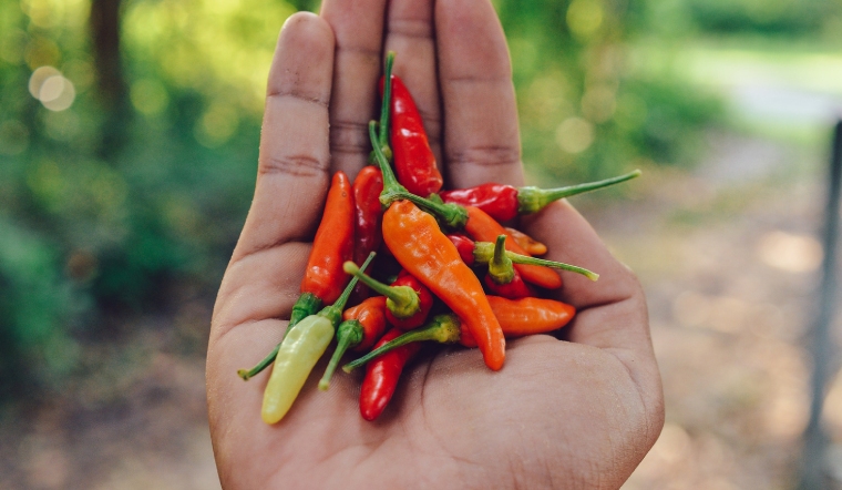 Giá ớt hôm nay 11/07/2023: Giảm đến 2.000 đồng/kg