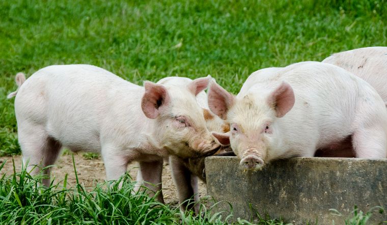 Giá heo hơi hôm nay 12/7: Miền Nam tăng - giảm trái chiều